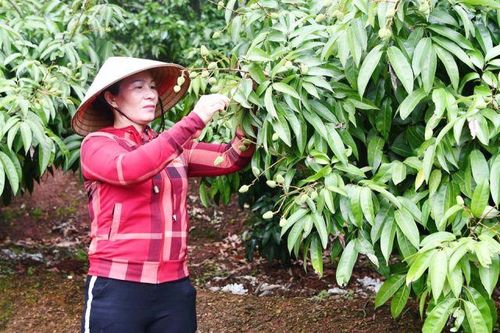 Bộ trưởng Nguyễn Xuân Cường: Phấn đấu để 'vải được mùa, được giá'