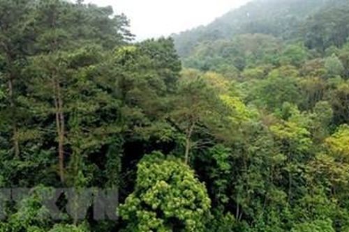 Hai phụ nữ ở Quảng Trị bị lạc trong rừng một ngày, đã về đến nhà an toàn