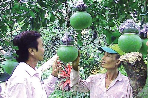 Cây bưởi da xanh cha trồng