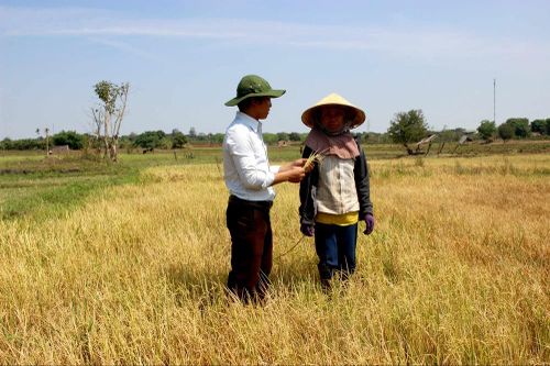 Nắng hạn chạm đỉnh, hơn 10 nghìn hecta cây trồng nguy cơ 'chết khát'