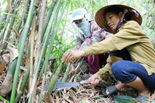 Tìm thấy 2 cô gái tại Quảng Trị mất tích khi vào rừng hái măng