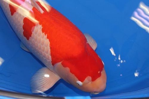 Địa phương Trung Quốc kiểm dịch nghiêm ngặt cá Koi nhập từ Nhật Bản