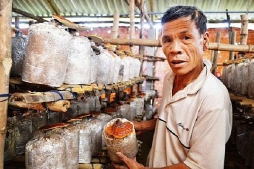 Quảng Ngãi: Trồng nấm đổi thay 'làng lò gạch'