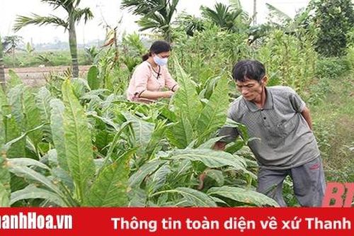Chuyển đổi cơ cấu cây trồng cho vùng nhiễm mặn