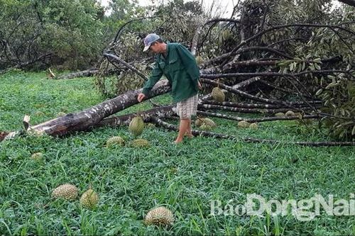 Lốc xoáy làm hàng trăm gốc chôm chôm, sầu riêng gãy đổ
