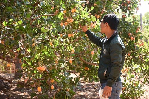 Cây điều ở Chư Prông: Quan niệm 'trồng chơi ăn thật'