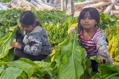 Trẻ em nông thôn mưu sinh mùa dịch
