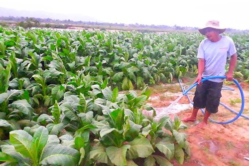 Krông Pa: Vụ Đông Xuân thắng lợi