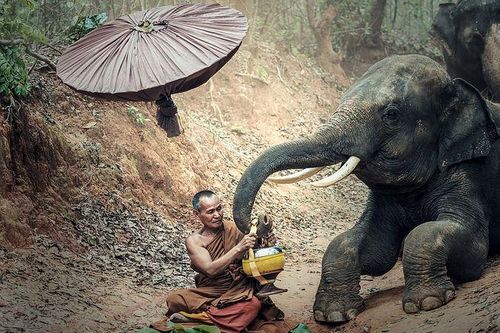 Sự bảo vệ tốt nhất của chúng ta chính là từ bi