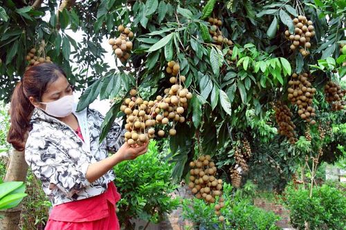 Nhãn hiệu tập thể: Bảo vệ, nâng tầm giá trị nông phẩm