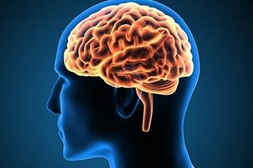 Khoa học nghiên cứu bí ẩn não con người