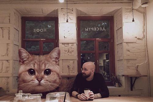 Hô biến mèo cưng thành 'siêu to khổng lồ' nhờ trình Photoshop hơn người
