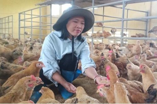 Tăng lợi nhuận nhờ nuôi gà vi sinh