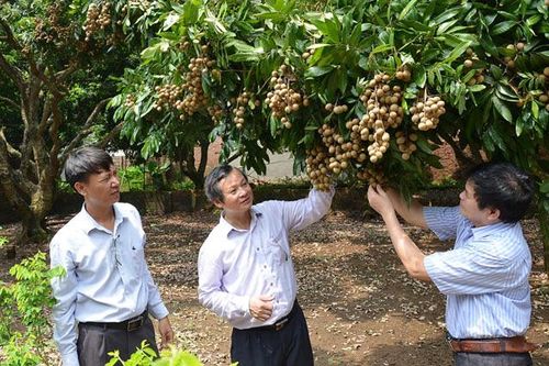 Sở hữu trí tuệ - 'Chắp cánh' đưa nông sản Thủ đô vươn xa