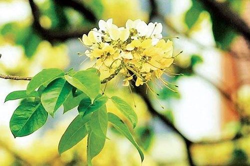 Rực rỡ mùa hoa bún