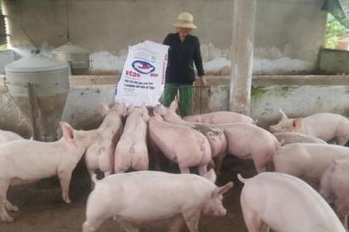 Giá heo hơi hôm nay (27/4): Miền Bắc vẫn quanh mức 95.000 đồng/kg, miền Nam giảm nhẹ