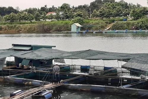 Hàng chục tấn cá diêu hồng tại Thừa Thiên - Huế đang chờ 'giải cứu'