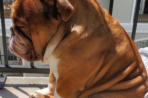 Hình ảnh chú chó buồn bã vì bị cách ly gây bão mạng xã hội
