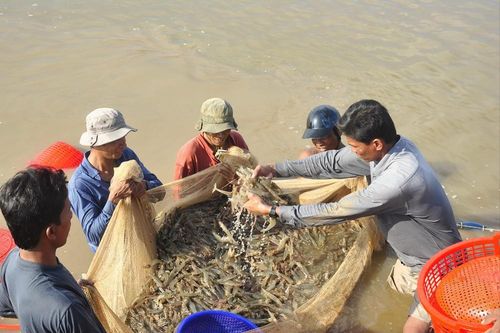 Xuất khẩu tôm vẫn lạc quan