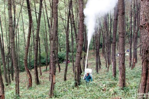 Tạo bước đột phá trong phát triển rừng ở Yên Thành