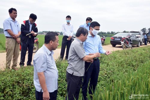 Phó Chủ tịch UBND tỉnh: Nghĩa Đàn phải đặt nông nghiệp vào trọng tâm phát triển kinh tế
