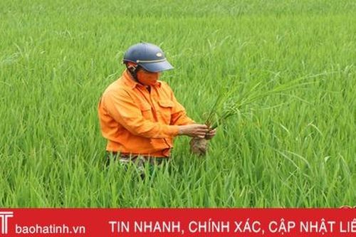 Cơ cấu 13 loại giống chủ lực vụ lúa hè thu 2020 ở Hà Tĩnh
