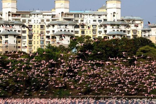 Hơn 100.000 con hồng hạc đổ bộ 'nhuộm hồng' Navi Mumbai