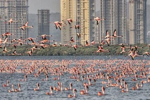 Ngoạn mục hàng nghìn hồng hạc đổ bộ 'nhuộm' hồng Navi Mumbai