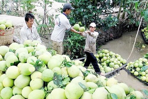 Tiền Giang: 'Đổi đời' nhờ bưởi da xanh
