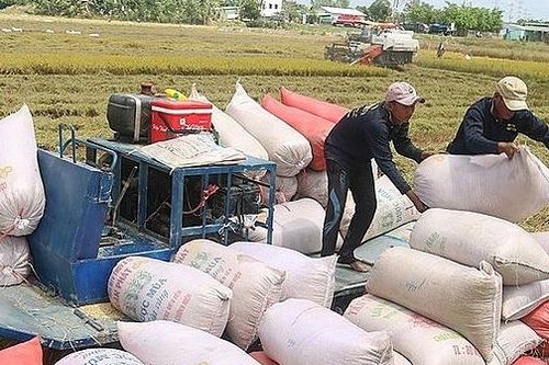 Bộ Công Thương kiến nghị bỏ hạn ngạch xuất khẩu gạo, thực hiện theo Nghị định 107