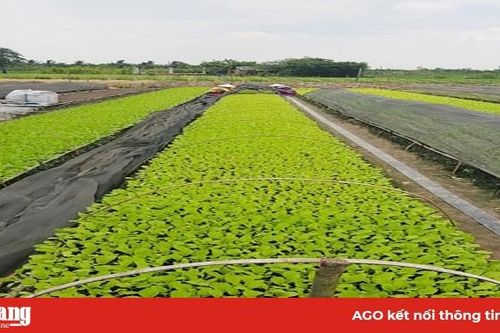 Hình thành nhiều vùng sản xuất các sản phẩm chủ lực