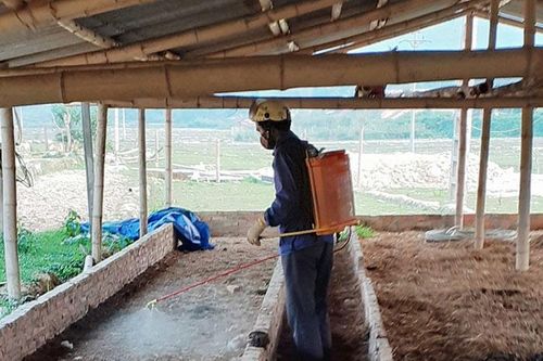 Nậm Pồ chủ động phòng, chống dịch bệnh cho vật nuôi