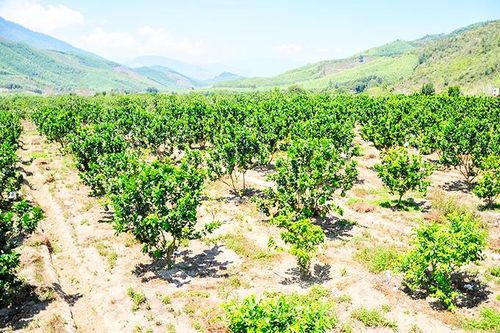 Hỗ trợ 299 triệu đồng cho mô hình trồng bưởi da xanh tại Khánh Phú
