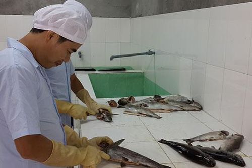 Sa Pa: cá hồi, cá tầm thương phẩm cơ bản tiêu thụ hết