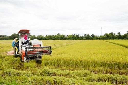 Vụ đông xuân được mùa toàn diện