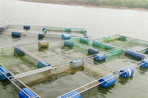 Cam Lộ: Hỗ trợ gần 50 triệu đồng xây dựng mô hình nuôi cá chép giòn trong lồng