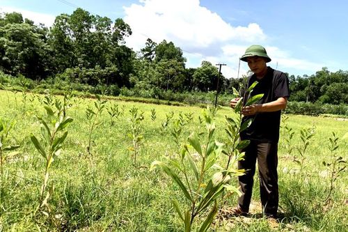 Giống cây lâm nghiệp chất lượng cao: Cung chưa đủ cầu