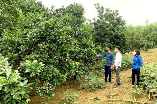 Chủ trang trại trẻ ở Ba Luồng