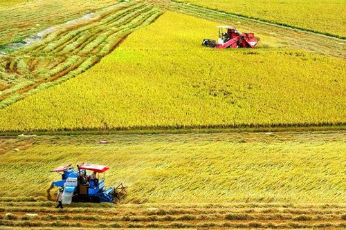 Hạt gạo với sứ mệnh xây dựng miền Tây giàu đẹp