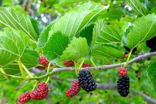 Cây thuốc quanh vườn, dễ kiếm dễ tìm để chữa bệnh