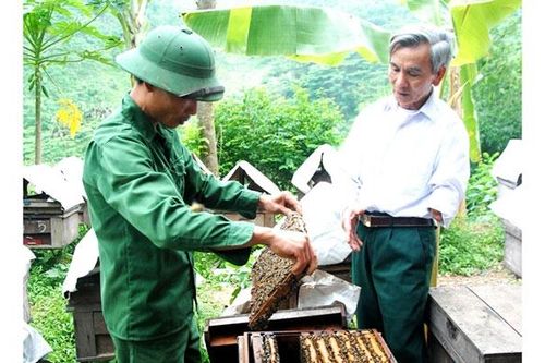 Người thương binh làm giàu từ nuôi ong