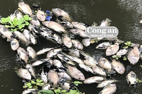 Cá chết nổi trắng trên kênh Đa Cô