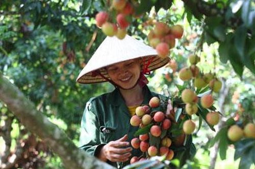 Bắc Giang lên phương án tiêu thụ vải thiều đối phó dịch Covid-19