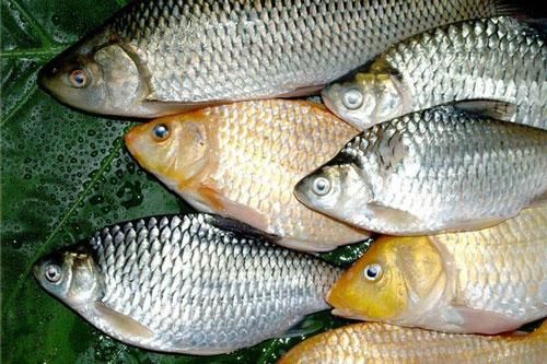 Những thực phẩm tuyệt đối không ăn cùng với cá kẻo có ngày tự rước bệnh vào thân