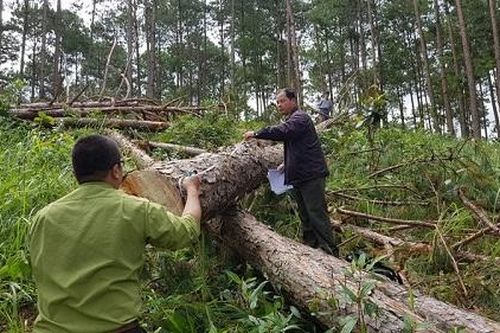 Lâm Đồng: Nguyên Giám đốc Sở Nông nghiệp bị khởi tố vì vi phạm quy định về quản lý rừng