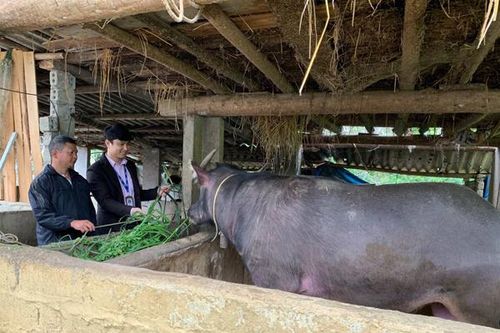 Làm giàu từ nghề vỗ béo trâu