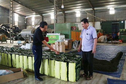 Lào Cai: Tồn kho khoảng 55 tấn chè khô chưa xuất khẩu được