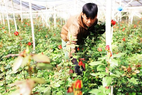 Xúc tiến xây dựng thương hiệu 'Hoa hồng Langbiang'