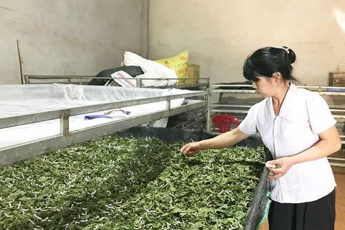 Cung ứng trứng giống tằm - nông dân gặp khó khăn