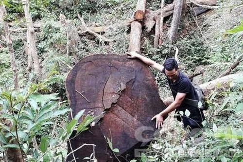 Rừng bị khai thác, chủ rừng không phát hiện được